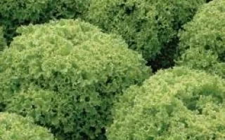 Левистро РЦ