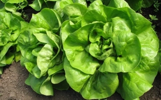 Салат Лимпопо на грядке