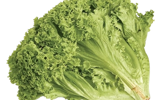 Салат Лолло Бионда