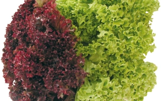 Салат Лолло Росса: красный и зеленый листья на белом фоне
