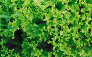 Салат Марадона на фоне поля