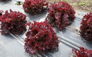 Салат Меркурий на грядке