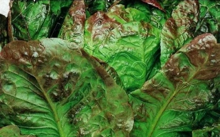 Пакет семян салата Мишутка с изображением листьев