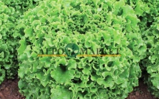 Салат Наварон на гряде