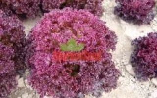 Салат Николай на земле