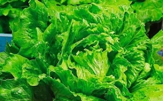 Салат на фоне с логотипом Agro - Ольжич