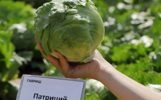 Салат Патриций на грядке с рук