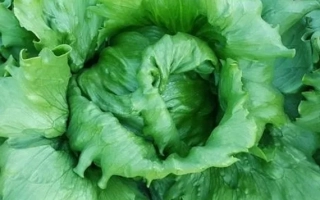 Свежий зеленый салат на земле - ПРОТЕКЦИОНИСТ