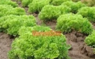 Салат Рекорд в поле роста