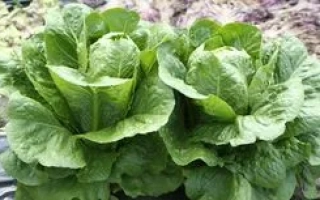 Салат Роджер | Roger на грядке