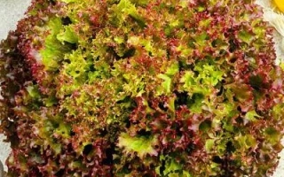 Салат Росела