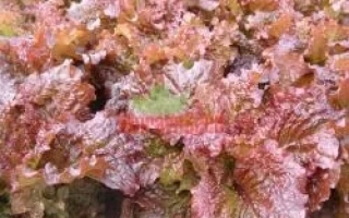 Салат Росела на грядке