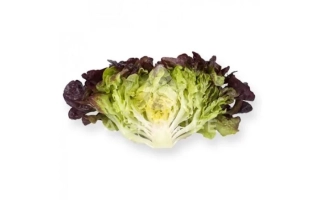 Салат Руксай на белом фоне