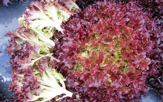 Салат рубиновое кружево НК