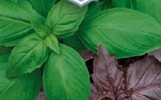 Русский Богатырь