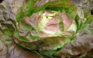 Салат Сагим — крупный лист салата с красно-зеленой окраской