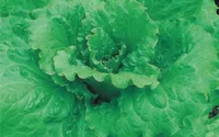 Пакет семян салата Фурор