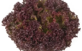 Салат Самантин