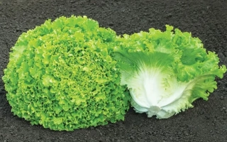 Салат Семтел - Сементел