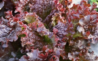 Салат СКОРОХОД на грядке