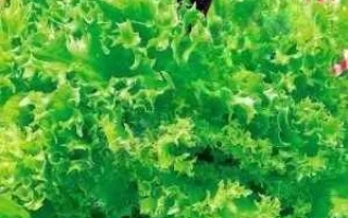 Пакет семян салата Снежинка