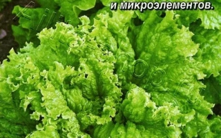 Пакет семян салата СОРВАНЕЦ от бренда Аэлита