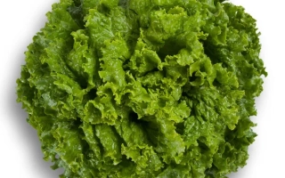 Салат Старфайтер на белом фоне