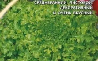 Пакет семян салата Ставр с изображением зелени и логотипом Gavrish