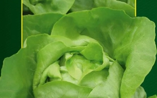 Пакет семян салата Сырена