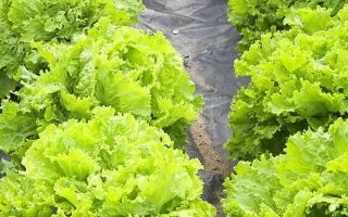 Салат Тайфун на гряде в поле