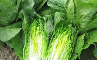 Салат Тотана на грядке