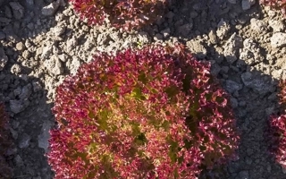 Рассада салата Туска в грунте