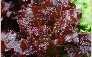 Пакет семян салата Вишневая Дымка