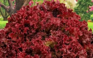 Вишневый САД