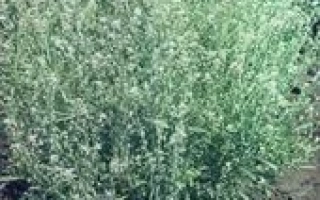 Поле с салатом - ВИСТЬ.