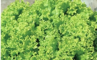 Пакет семян салата Волшебник