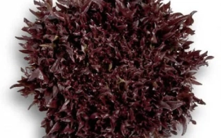 Салат темно-бордового цвета, вид сверху - Винтекс