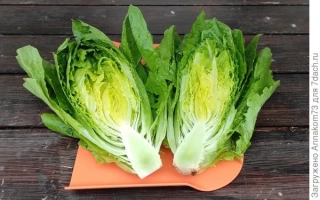 Зеленый Граф