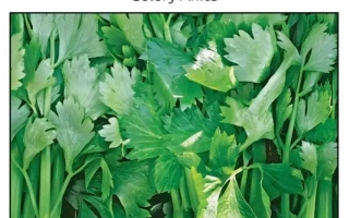 Пакет семян сельдерея черешкового Аніта - Анита