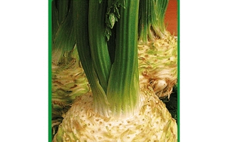 Пакет семян сельдерея корневого Аполло