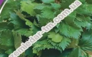 Пакет семян сельдерея листового сорта Ароматная