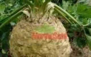 Сельдерей АСТЕРИКС F1 на гряде