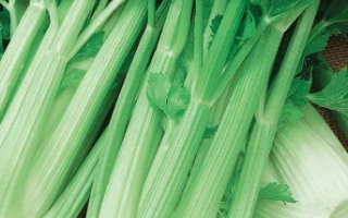 Пакет семян сельдерея черешкового Аврора