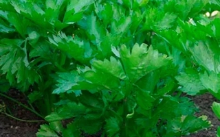 Зеленые листья сельдерея на земле - БОДРОСТЬ