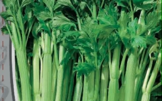 Пакет семян сельдерея с названием БОДРЫЙ ДЕНЬ