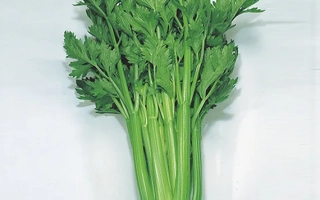 Свежий сельдерей на белом фоне - ДАРКЛЕТ
