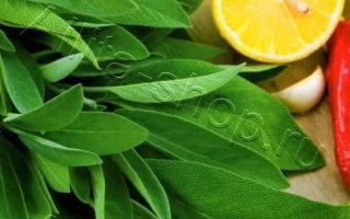 Пакет семян сельдерея Добрыня с изображением зелени и цитрусовых