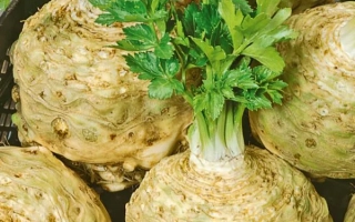 Пакет семян сельдерея корневого ИБИС