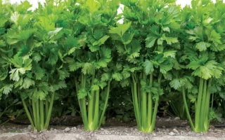 Ряды зелёного сельдерея на грядке - Келвин