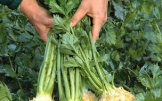 Свежий корнеплод сельдерея Грибовский в руках на фоне зелени - КОРНЕВОЙ ГРИБОВСКИЙ